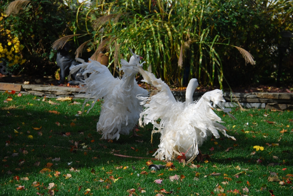 DSC_3832.JPG